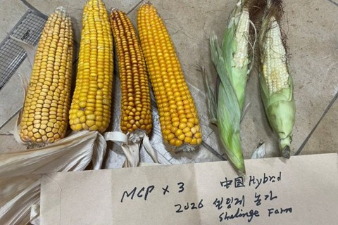 [사진1] 몽골 세렝게주 농가 비교재배 결과, 신개발 하이브리드 옥수수 ‘MCP × 원종 3’(왼쪽)은 알곡이 정상적으로 여문 반면, 함께 재배한 중국산 수입 하이브리드 옥수수(오른쪽)는 종실이 전혀 맺히지 않았다.