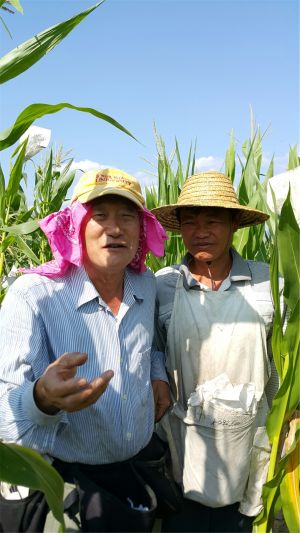 (사진1)김순권 교수(왼쪽)는 중국 해남성 산야에서 비엠(bm)옥수수와 엘에프(LF) 옥수수의 교배에 성공했다